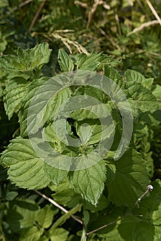 Mentha aquatica close up