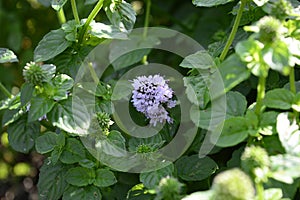 Mentha aquatica with purple flowers