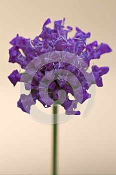 mentha aquatica scabioso