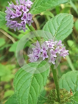 Mentha Arvensis - corn mint, field mint, wild mint photo