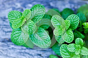 Mentha cordifolia ,peppermint