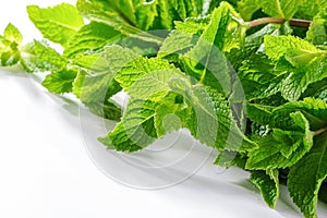 Mentha Mint plants close-up on white  background