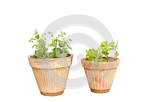 Mentha peppermint and green mint in pots isolated on white background photo