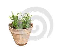 Mentha rotundifolia mint herb in clay pot isolated on a white background with copy space photo