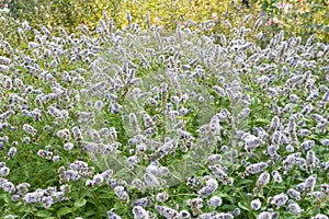 Mentha spicata flowers in the garden. Summer day.