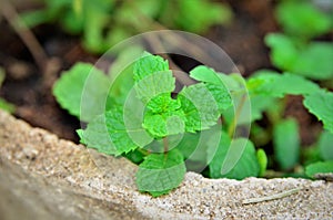 Mentha spicata leaves growing in the vase photo
