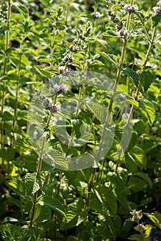 Mentha spicata (Spearmint, Spear Mint) photo