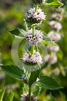 Mentha spicata (Spearmint, Spear Mint)
