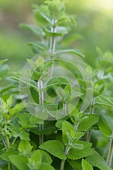 Mentha suaveolens with white villus on stem photo