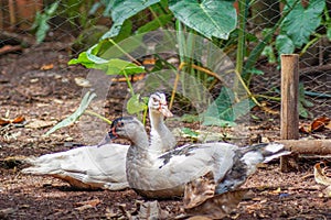 mentok (Cairina moschata) the domesticated of wild Muscovy duck