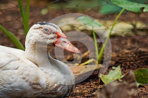 mentok (Cairina moschata) the domesticated of wild Muscovy duck