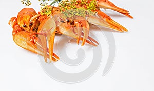 Menu blank. Boiled orange crayfish on the white background. Cooked freshwater delicious crayfish with dill. Close-up. Copy space.