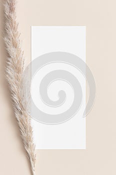 Menu card mockup with a dried pampas decoration. 4x9 ratio photo