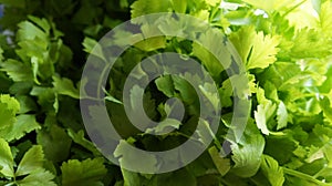 Meny green fresh celerys for cooking.