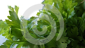 Meny green fresh celerys for cooking.