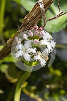 Menyanthes trifoliata