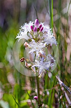 Menyanthes Trifoliata, Bog-bean, Buckbean