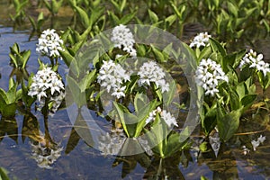 Menyanthes trifoliata or buckbean flowers