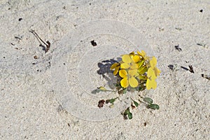 Menzie`s wallflower in sand at Asilomar Dunes Natural Preserve photo