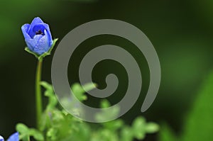 Menzies` baby blue eye nemophila menziesii single flower