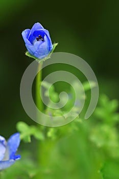 Menzies` baby blue eye nemophila menziesii single flower