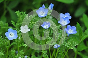 Menzies` baby blue eyes nemophila menziesii flowers