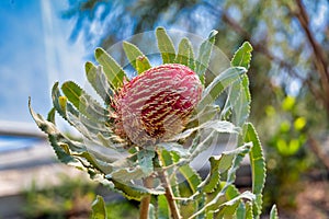 Menzies Banksia flower and leaves flowering