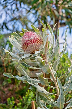 Menzies Banksia flower and leaves flowering