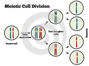 Meotic Cell Division photo