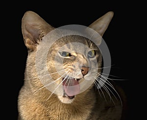 Meowing abyssinian cat face