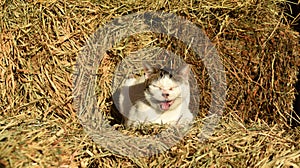 Meowing cat sitting on hay bales in barn