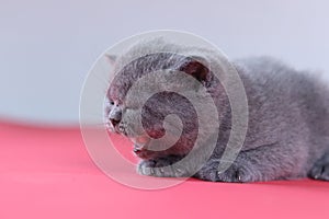 Meowing kitten, red background, close-up portrait