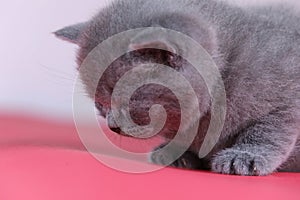 Meowing kitten, red background, close-up portrait