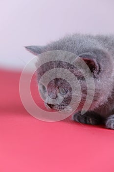 Meowing kitten, red background, close-up portrait