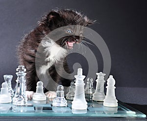 Meowng kitten on glass chessboard with pieces