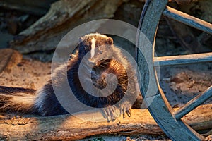Mephitidae, striped skunk in a farm shack next to an old fashioned wheel.