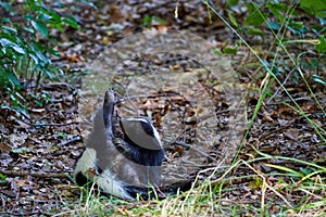 Mephitidae, striped skunk, scratching itself, lying on its back and rolling around.