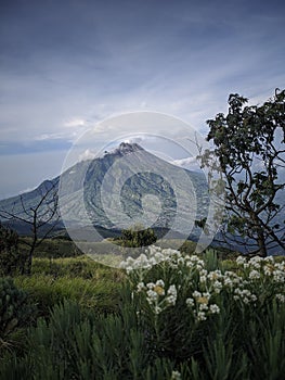 Merapi view from merbabu with flower