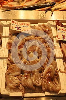 Mercado Orientale Genova Octopus for sale