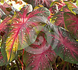 Caladium Plant photo