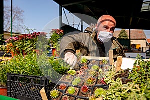 Merchandiser in medical mask and gloves is selling potted flowers