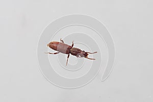 Merchant grain beetle in white background walking. Oryzaephilus mercator photo