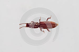 Merchant grain beetle in white background walking. Oryzaephilus mercator photo