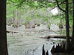 Merchant Mill State Park Swamp