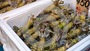 Merchant sale wasabi in famous Tsukiji fish market. Delicious japanese food