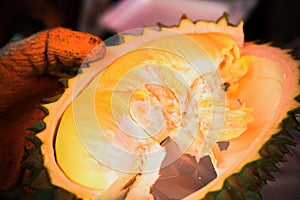cutting durian