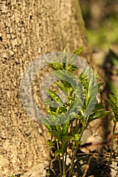 Mercurialis perennis