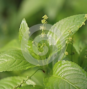 Mercurialis perennis photo