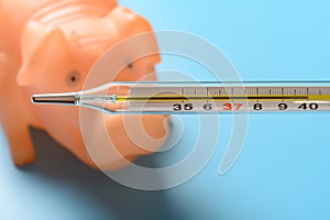 Mercury thermometer at 40 degrees centigrade with a pig at background concept of african swine fever photo