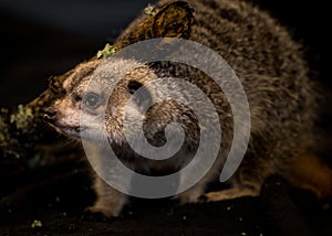 Portrait of a Merecat